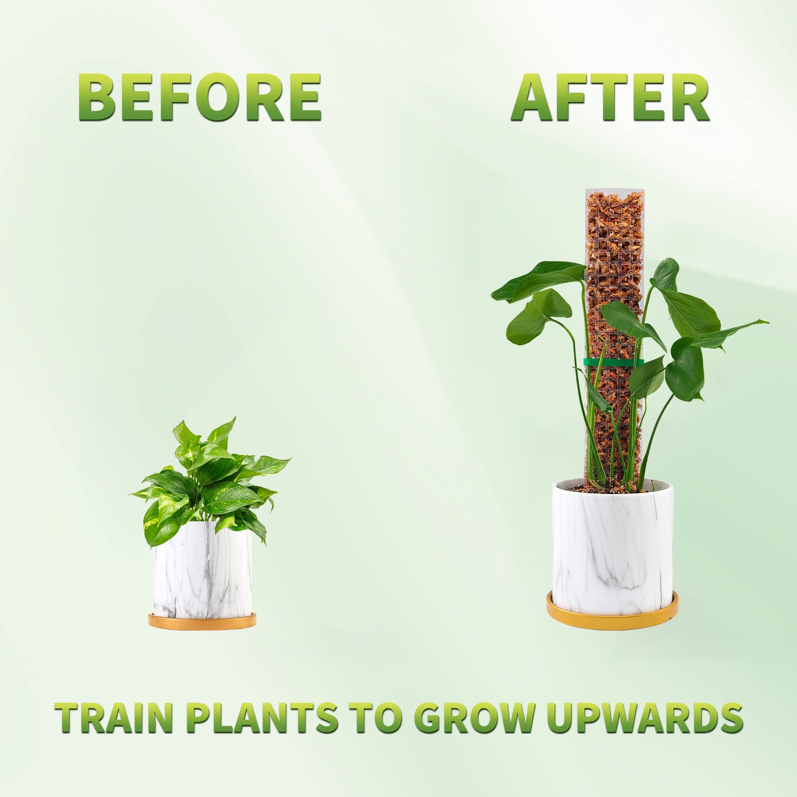 Moss Poles Plants Plant Suppor - Echeveria Succulent avis et prix