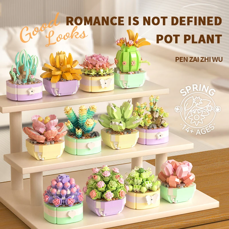 Flower Succulents Building Blo - Echeveria Succulent avis et prix