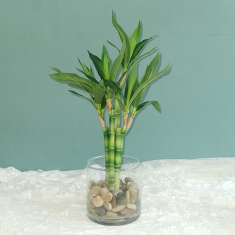 New 40cm rFtificial Lucky Bamb - Echeveria Succulent avis et prix