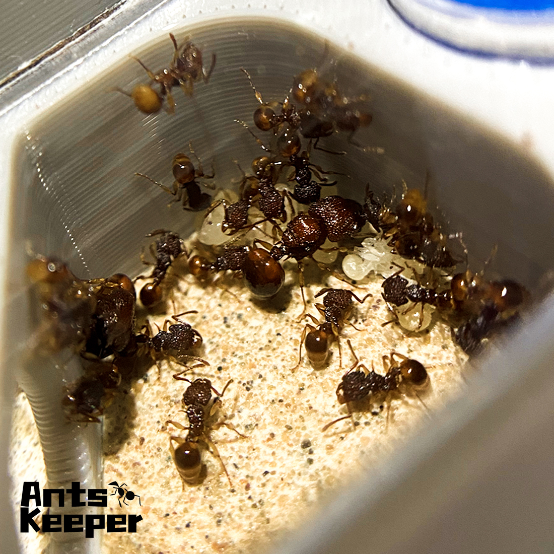 【Basic Farm】Ants Farm with Wat - Begonia Rex avis et prix