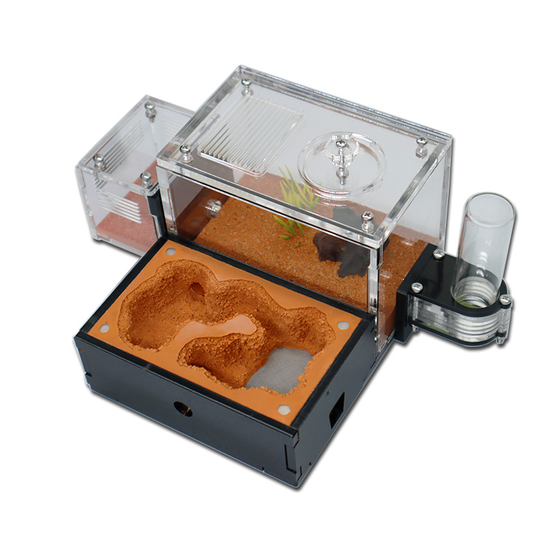 Yellow Soil Ant Farm with Exte - Begonia Rex avis et prix