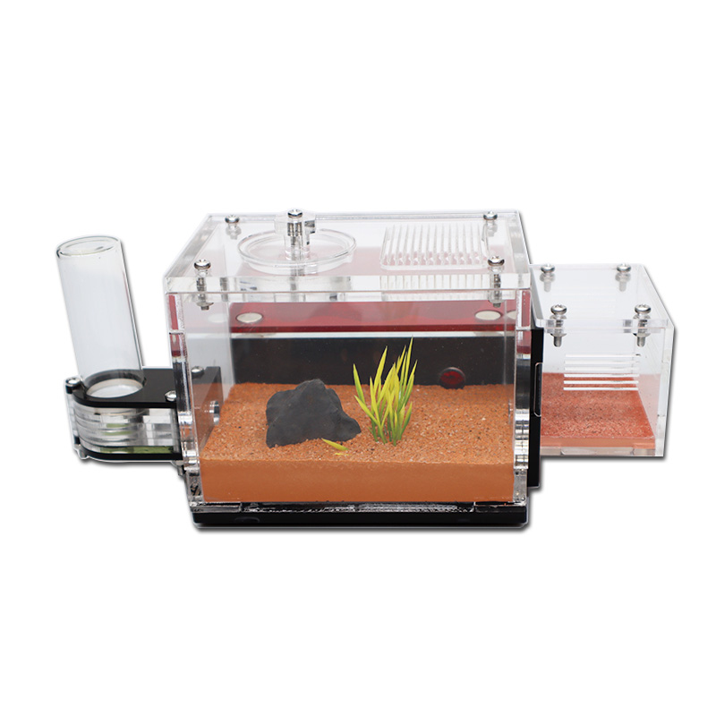 Yellow Soil Ant Farm with Exte - Begonia Rex avis et prix