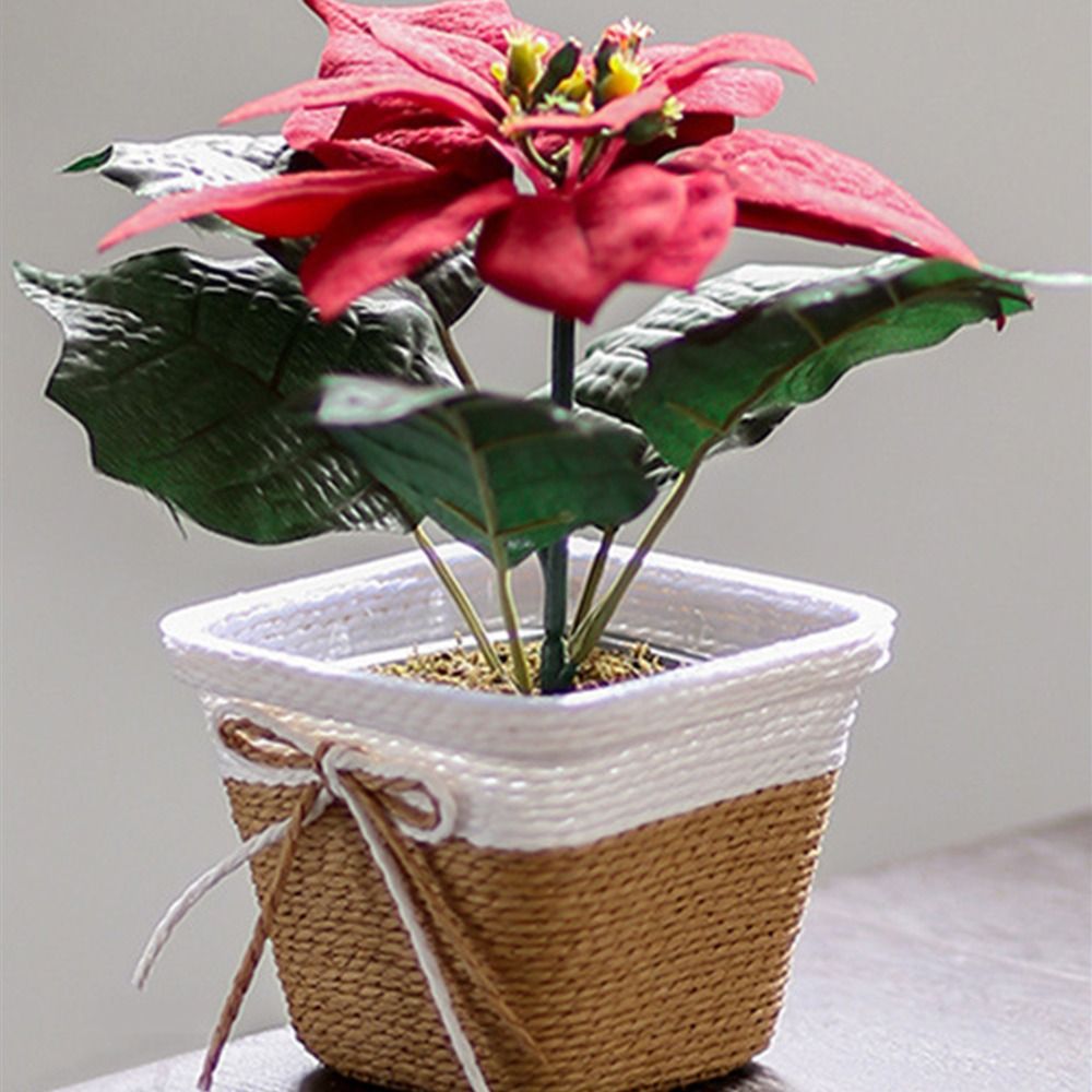 Paper Rope Braided Braided Flo - Aloe Vera Pot avis et prix