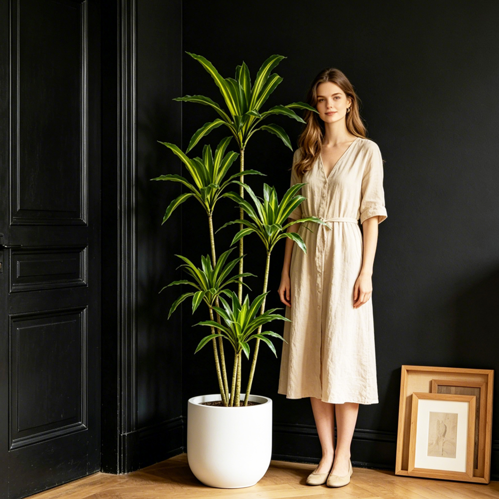 80-165cm Large Artifcial Draca - Dracaena Marginata avis et prix