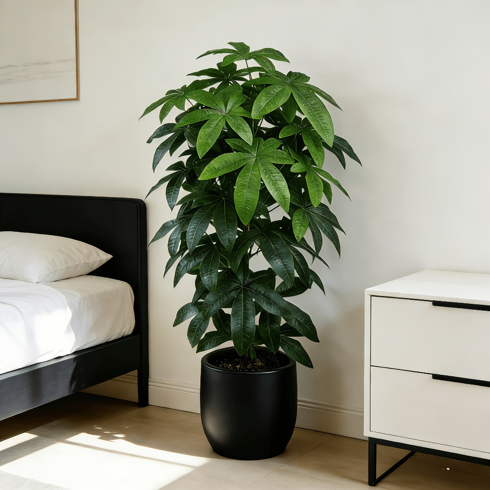 An Artificial Money Tree Pachi - Dracaena Marginata avis et prix